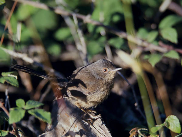 Ruskokerttu, Dartford Warbler, Sylvia undata